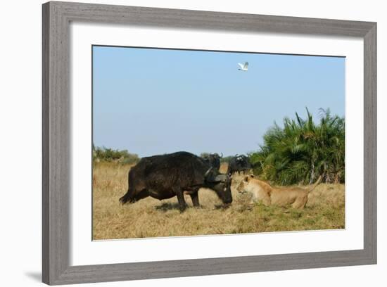 Cape Buffalo (Syncerus Caffer Caffer) Charging African Lioness (Panthera Leo) Okavango Delta-Sergey Gorshkov-Framed Photographic Print