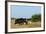 Cape Buffalo (Syncerus Caffer Caffer) Charging African Lioness (Panthera Leo) Okavango Delta-Sergey Gorshkov-Framed Photographic Print