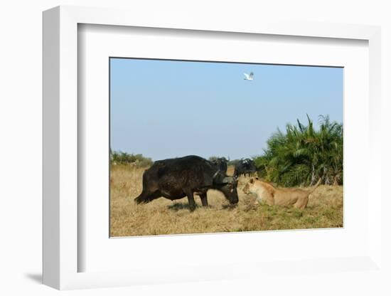 Cape Buffalo (Syncerus Caffer Caffer) Charging African Lioness (Panthera Leo) Okavango Delta-Sergey Gorshkov-Framed Photographic Print