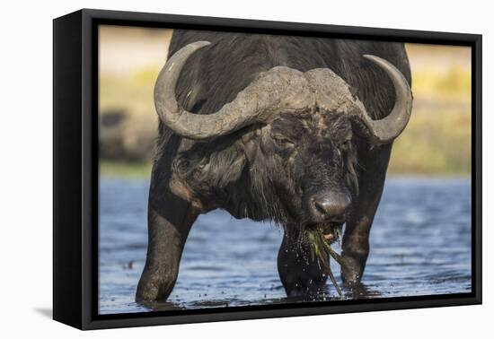 Cape buffalo (Syncerus caffer), Chobe National Park, Botswana-Ann and Steve Toon-Framed Premier Image Canvas