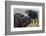 Cape buffalo (Syncerus caffer), Chobe river, Botswana, Africa-Ann and Steve Toon-Framed Photographic Print