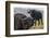 Cape buffalo (Syncerus caffer), Chobe river, Botswana, Africa-Ann and Steve Toon-Framed Photographic Print