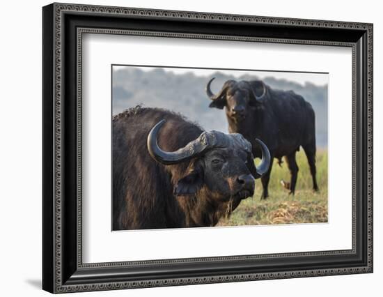 Cape buffalo (Syncerus caffer), Chobe river, Botswana, Africa-Ann and Steve Toon-Framed Photographic Print