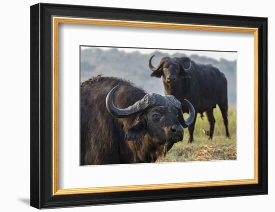 Cape buffalo (Syncerus caffer), Chobe river, Botswana, Africa-Ann and Steve Toon-Framed Photographic Print