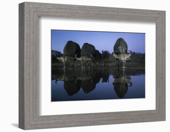 Cape buffalo (Syncerus caffer) drinking at dusk, Zimanga private game reserve, KwaZulu-Natal-Ann and Steve Toon-Framed Photographic Print