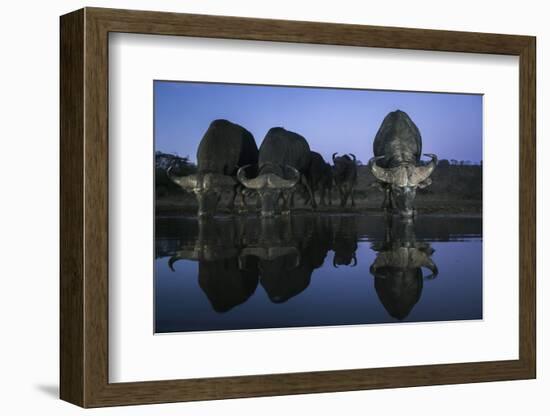 Cape buffalo (Syncerus caffer) drinking at dusk, Zimanga private game reserve, KwaZulu-Natal-Ann and Steve Toon-Framed Photographic Print