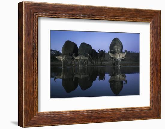 Cape buffalo (Syncerus caffer) drinking at dusk, Zimanga private game reserve, KwaZulu-Natal-Ann and Steve Toon-Framed Photographic Print