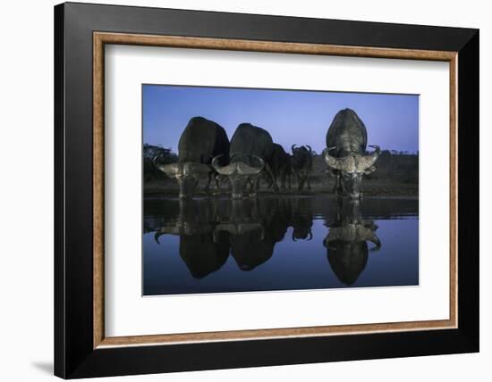 Cape buffalo (Syncerus caffer) drinking at dusk, Zimanga private game reserve, KwaZulu-Natal-Ann and Steve Toon-Framed Photographic Print