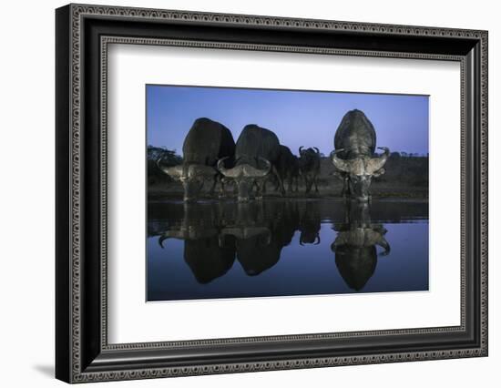 Cape buffalo (Syncerus caffer) drinking at dusk, Zimanga private game reserve, KwaZulu-Natal-Ann and Steve Toon-Framed Photographic Print