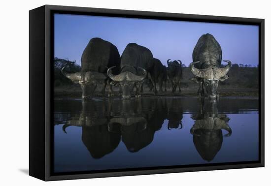 Cape buffalo (Syncerus caffer) drinking at dusk, Zimanga private game reserve, KwaZulu-Natal-Ann and Steve Toon-Framed Premier Image Canvas