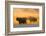 Cape buffalo (Syncerus caffer) herd, Zimanga private game reserve, KwaZulu-Natal, South Africa, Afr-Ann and Steve Toon-Framed Photographic Print