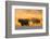 Cape buffalo (Syncerus caffer) herd, Zimanga private game reserve, KwaZulu-Natal, South Africa, Afr-Ann and Steve Toon-Framed Photographic Print