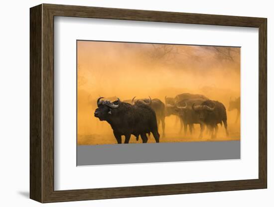 Cape buffalo (Syncerus caffer) herd, Zimanga private game reserve, KwaZulu-Natal, South Africa, Afr-Ann and Steve Toon-Framed Photographic Print