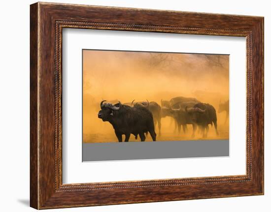 Cape buffalo (Syncerus caffer) herd, Zimanga private game reserve, KwaZulu-Natal, South Africa, Afr-Ann and Steve Toon-Framed Photographic Print