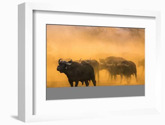 Cape buffalo (Syncerus caffer) herd, Zimanga private game reserve, KwaZulu-Natal, South Africa, Afr-Ann and Steve Toon-Framed Photographic Print