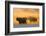 Cape buffalo (Syncerus caffer) herd, Zimanga private game reserve, KwaZulu-Natal, South Africa, Afr-Ann and Steve Toon-Framed Photographic Print