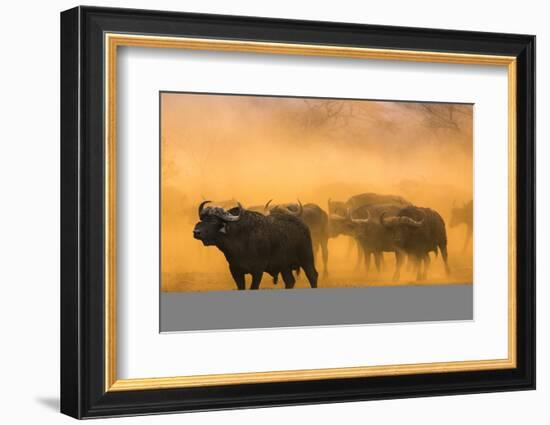 Cape buffalo (Syncerus caffer) herd, Zimanga private game reserve, KwaZulu-Natal, South Africa, Afr-Ann and Steve Toon-Framed Photographic Print