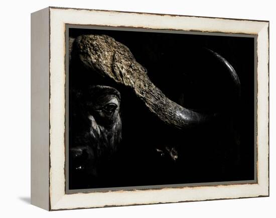 Cape Buffalo (Syncerus Caffer) in Darkness, Masai Mara, Kenya-Wim van den Heever-Framed Premier Image Canvas