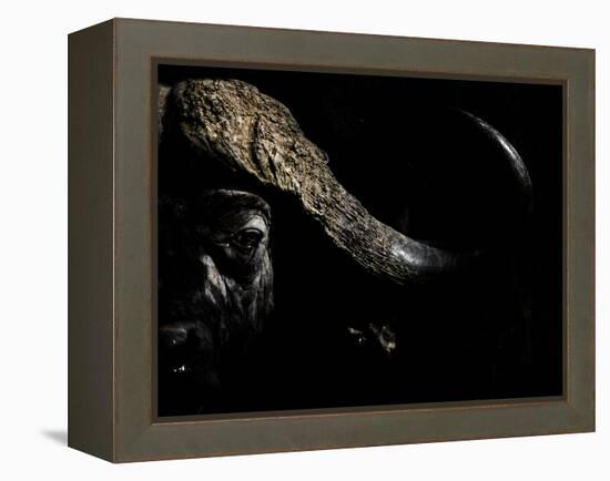 Cape Buffalo (Syncerus Caffer) in Darkness, Masai Mara, Kenya-Wim van den Heever-Framed Premier Image Canvas