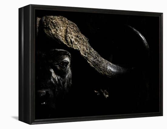 Cape Buffalo (Syncerus Caffer) in Darkness, Masai Mara, Kenya-Wim van den Heever-Framed Premier Image Canvas