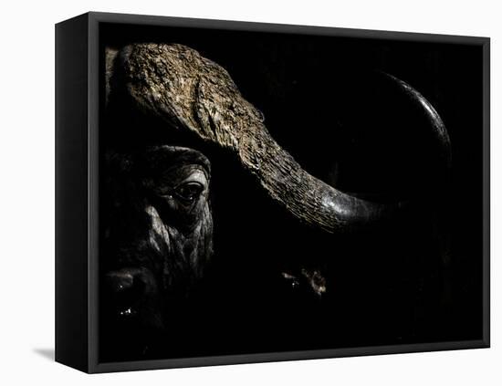 Cape Buffalo (Syncerus Caffer) in Darkness, Masai Mara, Kenya-Wim van den Heever-Framed Premier Image Canvas