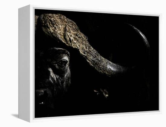 Cape Buffalo (Syncerus Caffer) in Darkness, Masai Mara, Kenya-Wim van den Heever-Framed Premier Image Canvas