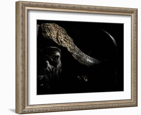 Cape Buffalo (Syncerus Caffer) in Darkness, Masai Mara, Kenya-Wim van den Heever-Framed Photographic Print