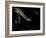 Cape Buffalo (Syncerus Caffer) in Darkness, Masai Mara, Kenya-Wim van den Heever-Framed Photographic Print