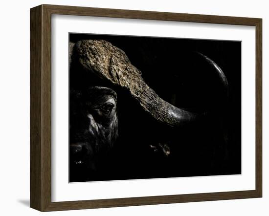 Cape Buffalo (Syncerus Caffer) in Darkness, Masai Mara, Kenya-Wim van den Heever-Framed Photographic Print