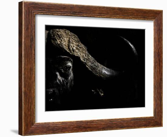 Cape Buffalo (Syncerus Caffer) in Darkness, Masai Mara, Kenya-Wim van den Heever-Framed Photographic Print