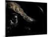 Cape Buffalo (Syncerus Caffer) in Darkness, Masai Mara, Kenya-Wim van den Heever-Mounted Photographic Print