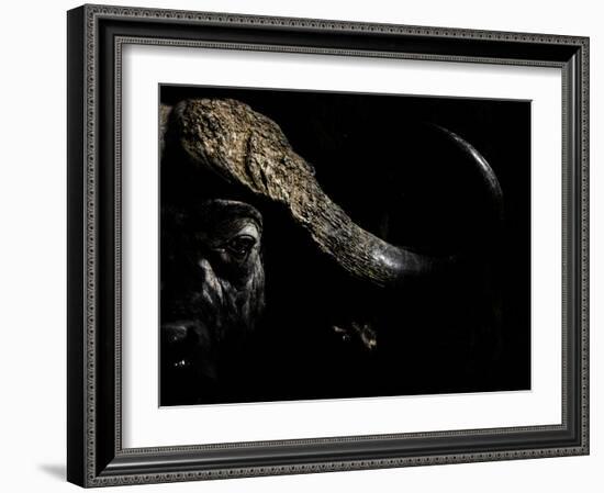 Cape Buffalo (Syncerus Caffer) in Darkness, Masai Mara, Kenya-Wim van den Heever-Framed Photographic Print