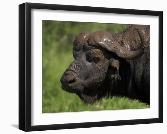 Cape Buffalo (Syncerus Caffer), Kruger National Park, South Africa, Africa-Ann & Steve Toon-Framed Photographic Print