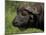 Cape Buffalo (Syncerus Caffer), Kruger National Park, South Africa, Africa-Ann & Steve Toon-Mounted Photographic Print