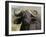 Cape Buffalo (Syncerus Caffer), Masai Mara National Reserve, Kenya, East Africa, Africa-Sergio Pitamitz-Framed Photographic Print