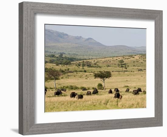 Cape Buffalo (Syncerus Caffer), Masai Mara National Reserve, Kenya, East Africa, Africa-Sergio Pitamitz-Framed Photographic Print