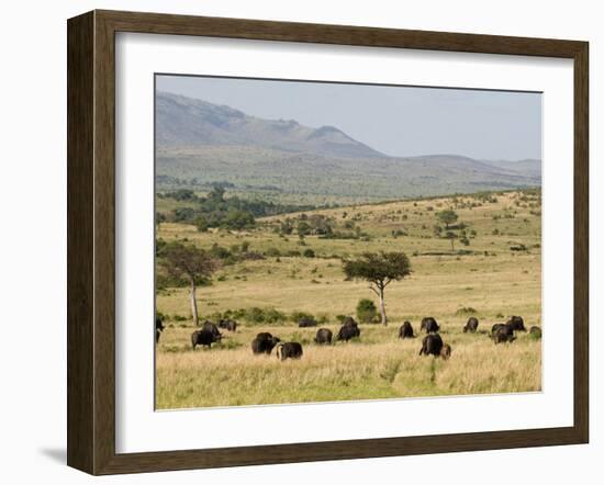 Cape Buffalo (Syncerus Caffer), Masai Mara National Reserve, Kenya, East Africa, Africa-Sergio Pitamitz-Framed Photographic Print