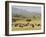 Cape Buffalo (Syncerus Caffer), Masai Mara National Reserve, Kenya, East Africa, Africa-Sergio Pitamitz-Framed Photographic Print