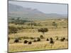 Cape Buffalo (Syncerus Caffer), Masai Mara National Reserve, Kenya, East Africa, Africa-Sergio Pitamitz-Mounted Photographic Print