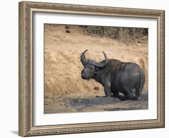 Cape Buffalo, Syncerus Caffer, Mud-Bathing, Addo Elephant National Park, South Africa, Africa-Steve & Ann Toon-Framed Photographic Print