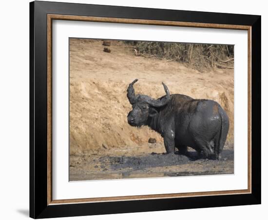 Cape Buffalo, Syncerus Caffer, Mud-Bathing, Addo Elephant National Park, South Africa, Africa-Steve & Ann Toon-Framed Photographic Print