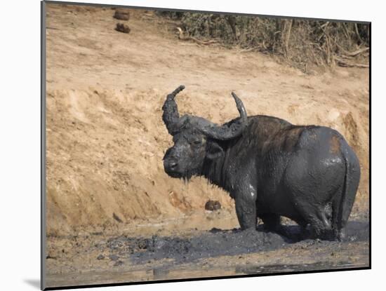 Cape Buffalo, Syncerus Caffer, Mud-Bathing, Addo Elephant National Park, South Africa, Africa-Steve & Ann Toon-Mounted Photographic Print