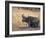 Cape Buffalo, Syncerus Caffer, Mud-Bathing, Addo Elephant National Park, South Africa, Africa-Steve & Ann Toon-Framed Photographic Print