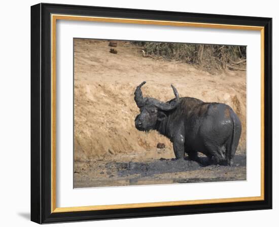 Cape Buffalo, Syncerus Caffer, Mud-Bathing, Addo Elephant National Park, South Africa, Africa-Steve & Ann Toon-Framed Photographic Print