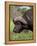 Cape Buffalo (Syncerus Caffer), with Redbilled Oxpecker, Kruger National Park, South Africa, Africa-Ann & Steve Toon-Framed Premier Image Canvas