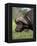 Cape Buffalo (Syncerus Caffer), with Redbilled Oxpecker, Kruger National Park, South Africa, Africa-Ann & Steve Toon-Framed Premier Image Canvas