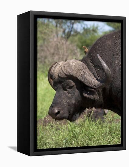 Cape Buffalo (Syncerus Caffer), with Redbilled Oxpecker, Kruger National Park, South Africa, Africa-Ann & Steve Toon-Framed Premier Image Canvas