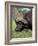 Cape Buffalo (Syncerus Caffer), with Redbilled Oxpecker, Kruger National Park, South Africa, Africa-Ann & Steve Toon-Framed Photographic Print