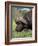 Cape Buffalo (Syncerus Caffer), with Redbilled Oxpecker, Kruger National Park, South Africa, Africa-Ann & Steve Toon-Framed Photographic Print