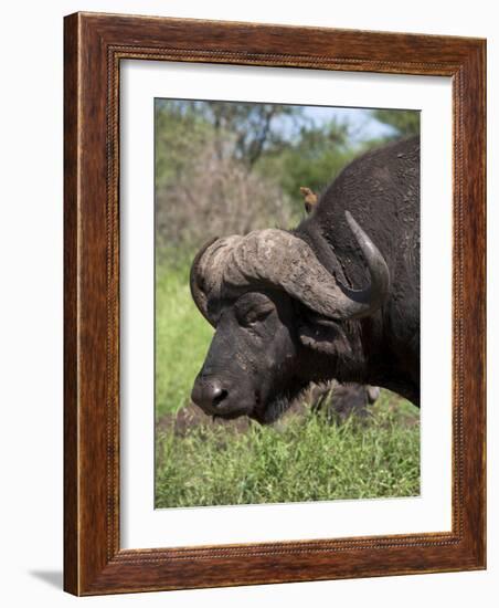 Cape Buffalo (Syncerus Caffer), with Redbilled Oxpecker, Kruger National Park, South Africa, Africa-Ann & Steve Toon-Framed Photographic Print